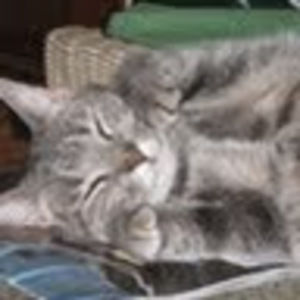 Meet your Posher, Molly